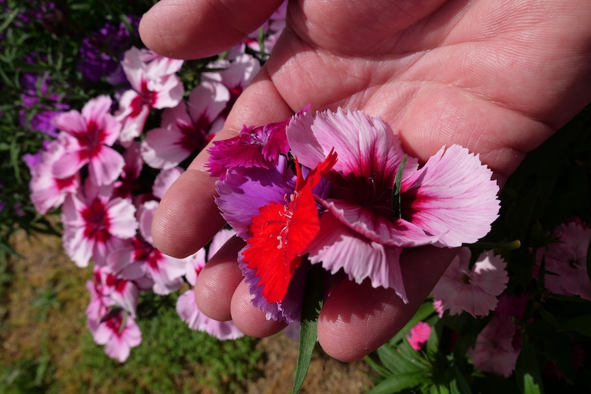 una imagen de primer plano de las flores recogidas