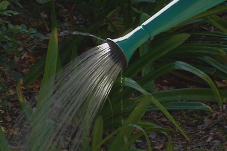 A watering can being used because of water restrictions.