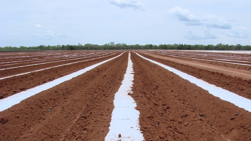 Rows of plastic covered by fallowed dirt in a paddock near Mataranka
