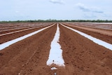 Rows of plastic covered by fallowed dirt in a paddock near Mataranka