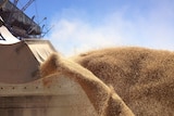 Grain prices rally as Aussie dollar drops