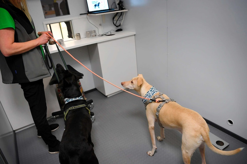 Dogs Miina, left, and Kossi, stand staring at their trainer in front of them in a grey room. They are on leads.