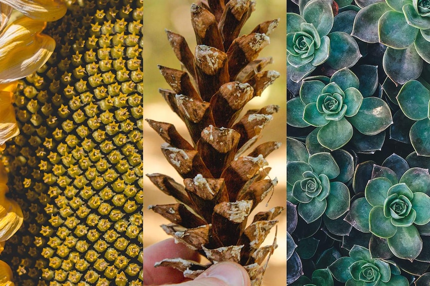 Fibonacci sequences in nature: a sunflower, a pinecone and a succulent.