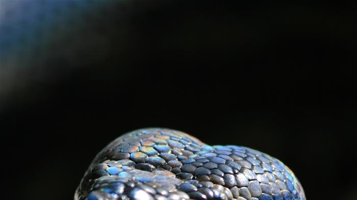 Close up image of a carpet python