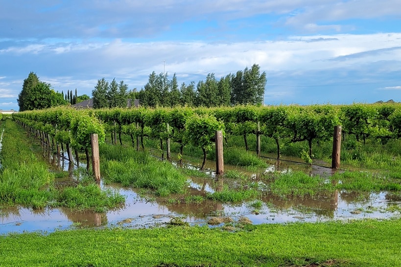 Grape vines with water on the ground