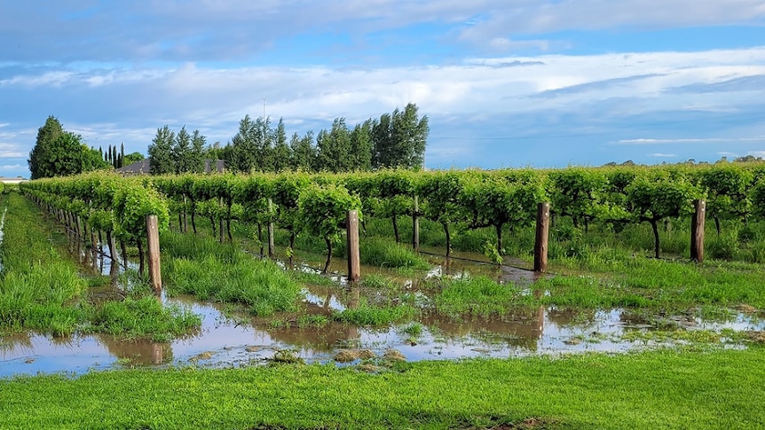 Grape vines with water on the ground