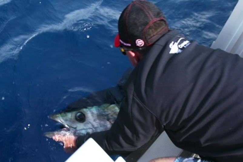 Catching a tuna