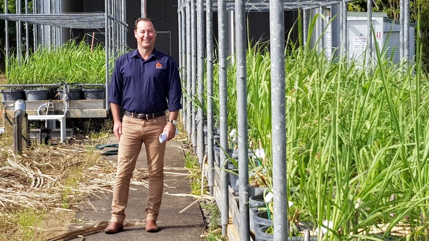 Dr Jason Eglinton surrounded by cane in pot plants