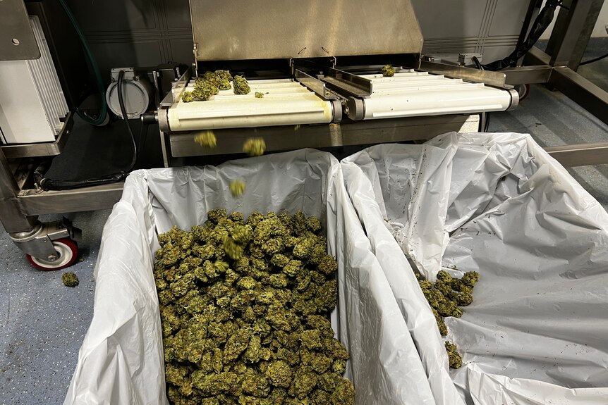 Dried medicinal cannabis being processed, coming off a conveyor belt and into a lined container.