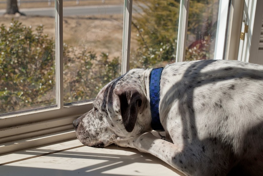 A pale dog with black spots lies on a windowsill looking out the window with head on paws