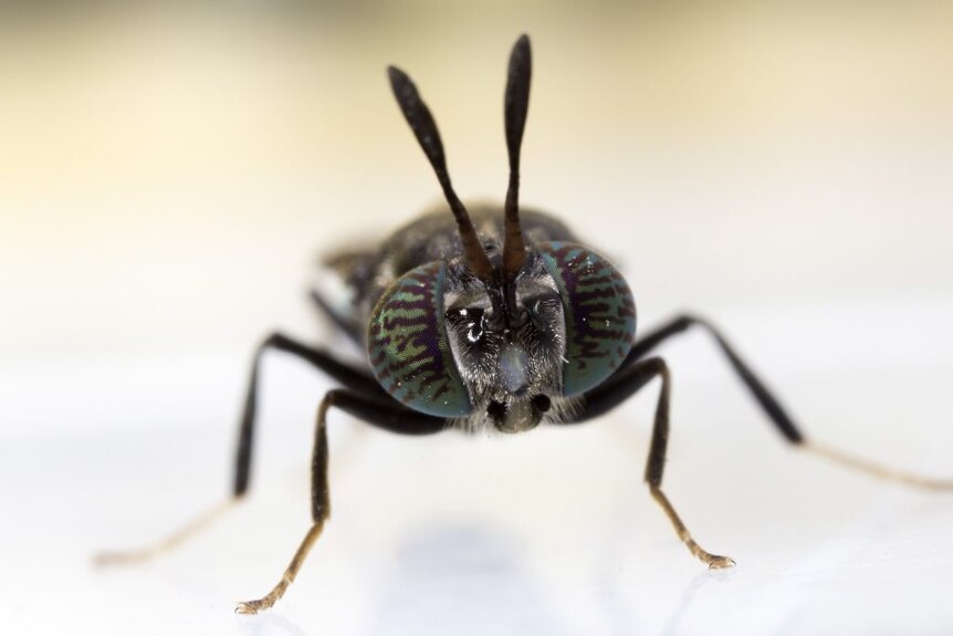 a big black fly close up 