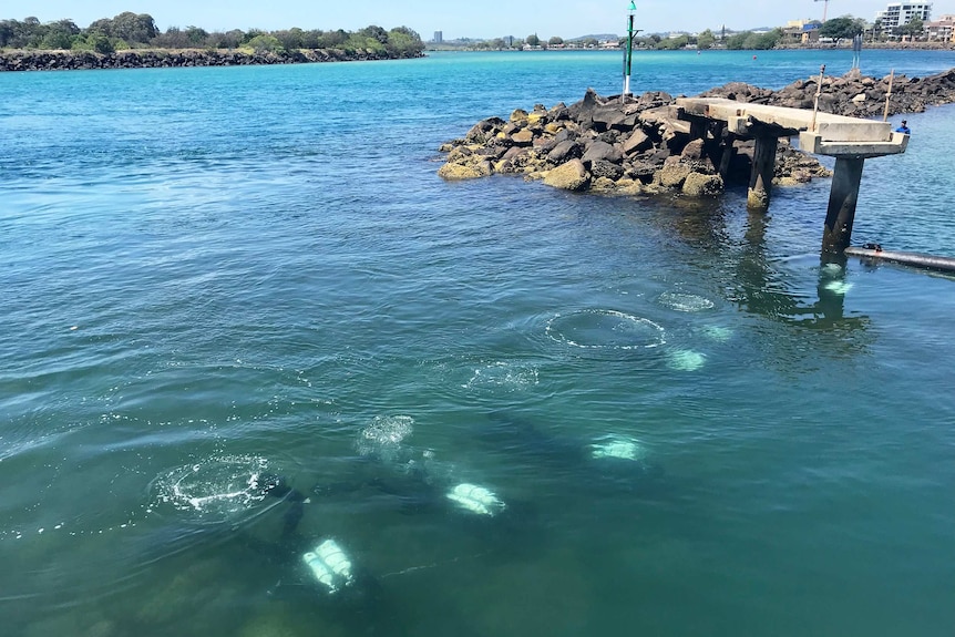 Police divers search Jack Evans Boat Harbour at Tweed Heads.