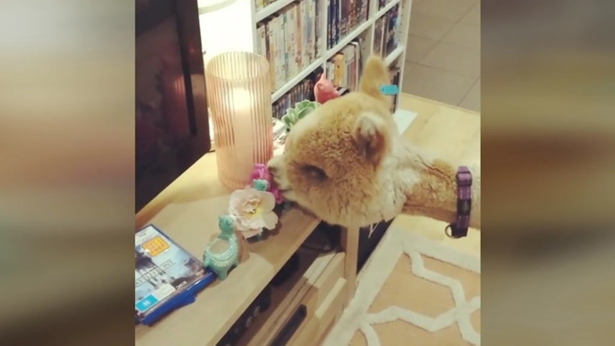 Alfie the pet alpaca becomes an overnight Instagram sensation after video  goes viral - ABC News