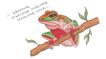 A colourful illustration of the Blue Mountains tree frog, which is red, brown and green.