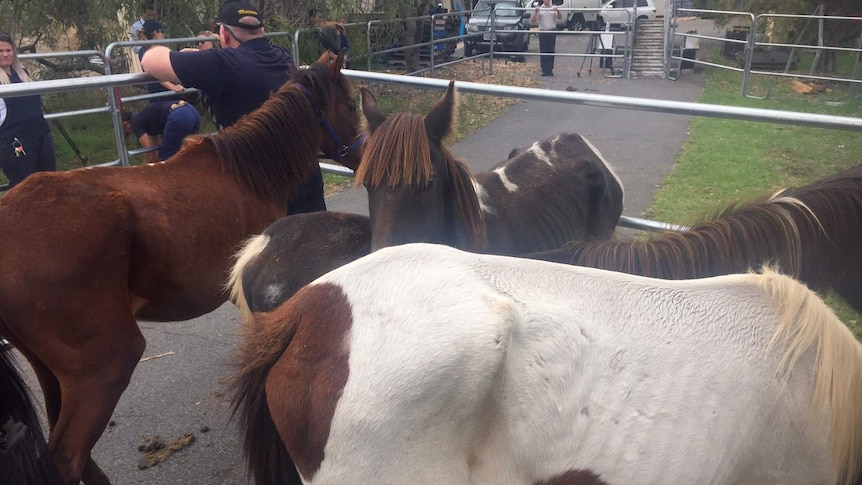 Several emaciated horses, one in foreground with ribs showing, in a holding pen.