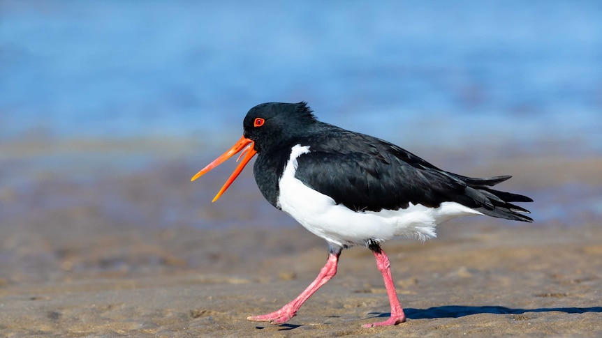 An oystercatcher with black feathers and an orange beak