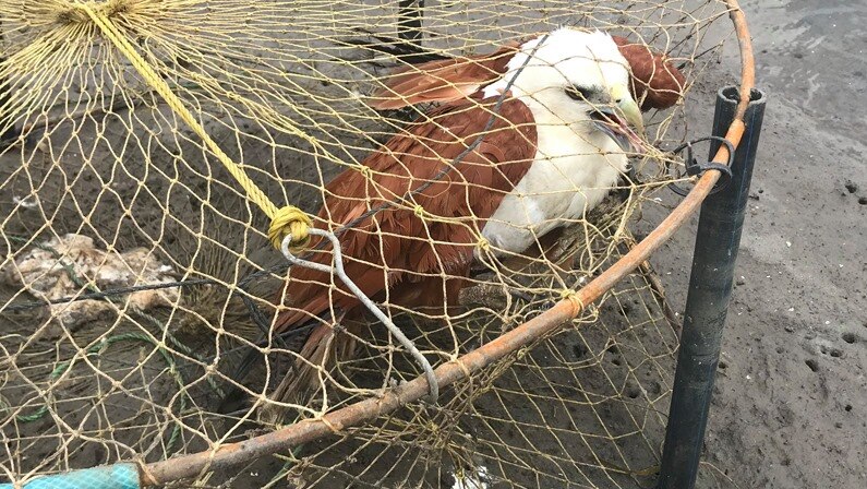 A Brahminy Kite rescued from a crab pot on the Gold Coast