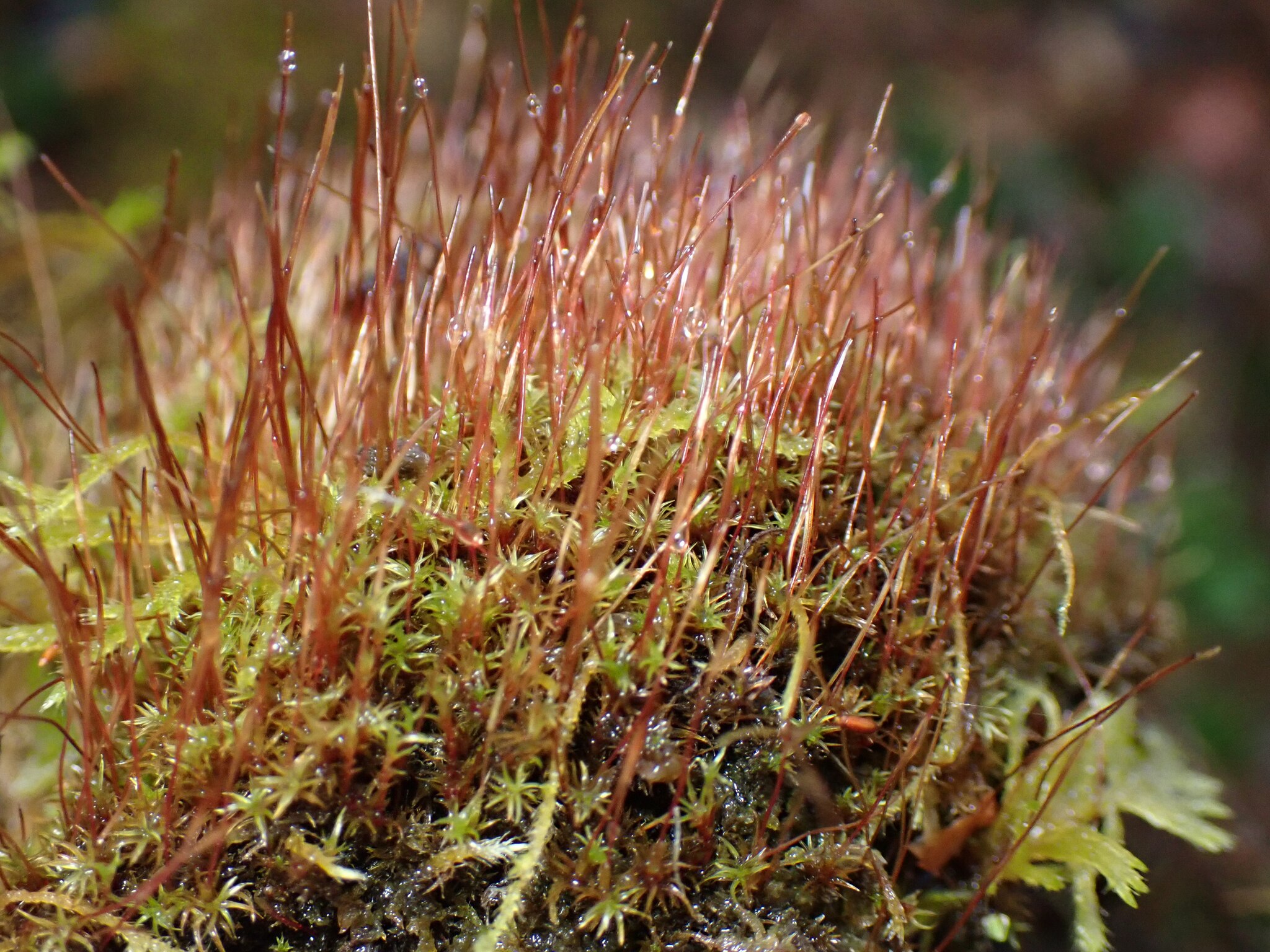Red strands of plant-like material rising from a clumpy mound of green moss.