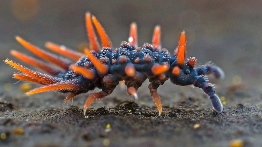 Close up photo of a dark blue and bright orange Acanthanura springtail.