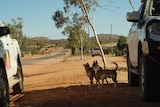 Two dogs are in the middle of a dirt road between two 4WD cars.