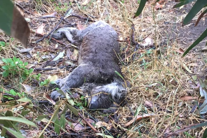 A koala lies on grass appearing dead on a bright day.