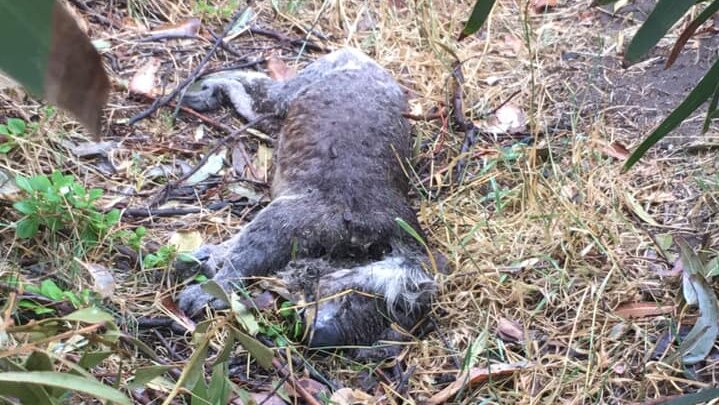 A koala lies on grass appearing dead on a bright day.
