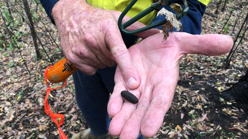 Dr Stephen Phillips holds out a piece of koala scat