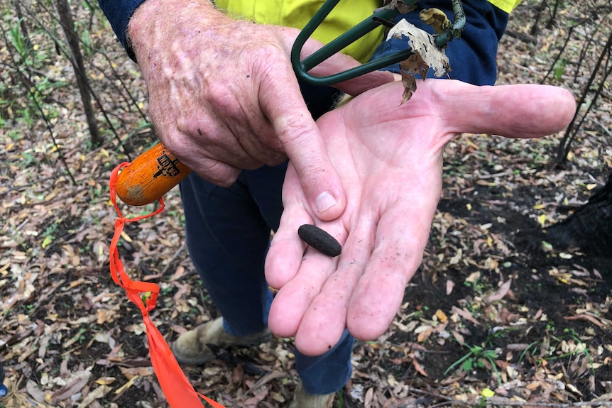 Dr Stephen Phillips holds out a piece of koala scat