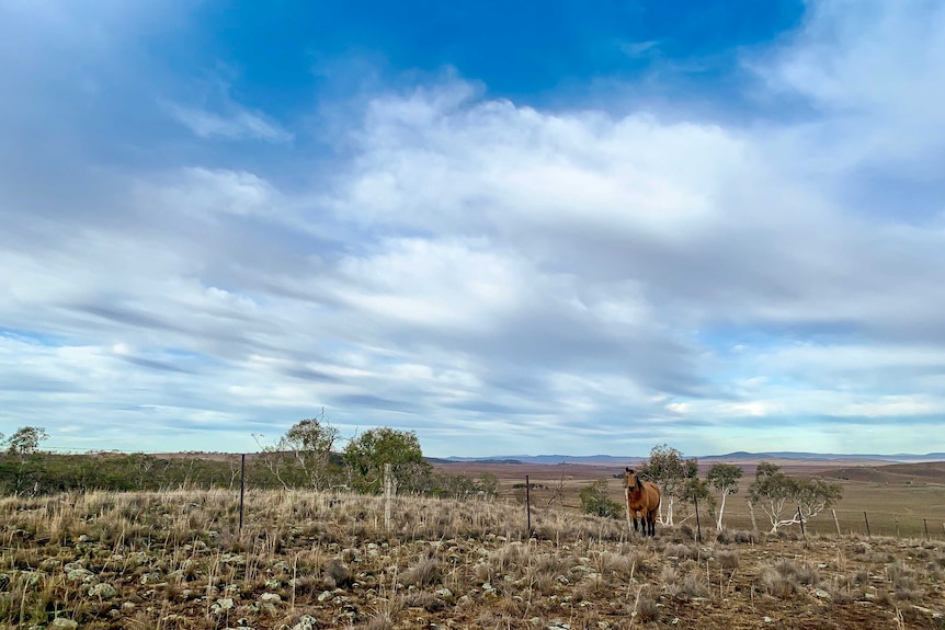 Horse in paddock