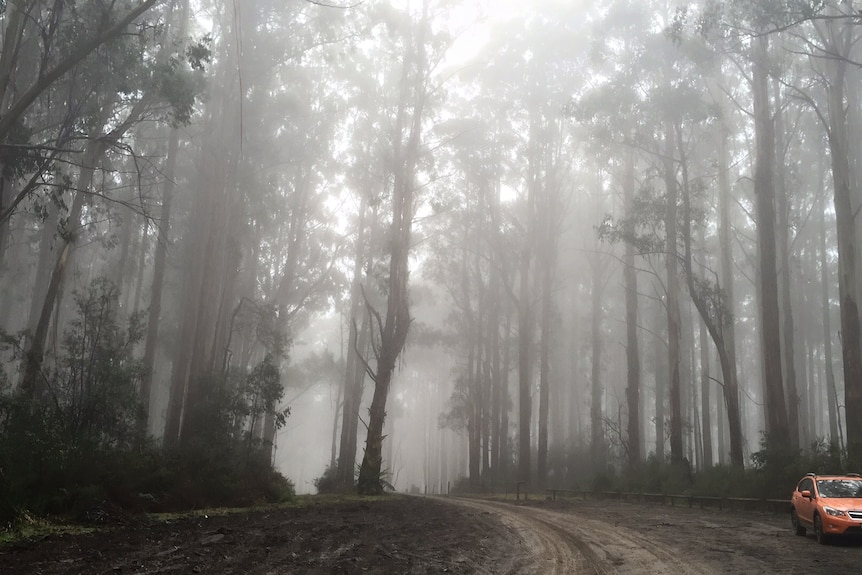 Fog hangs low among tall trees, an orange car is parked on the side of a dirt track