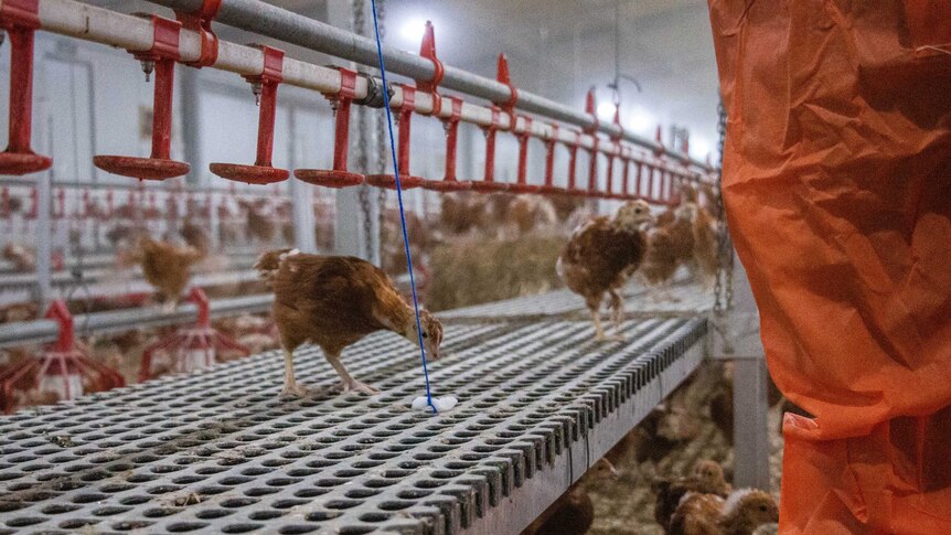 A young hen inspects a swab that is being dragged along the feeder in a shed to test for salmonella.