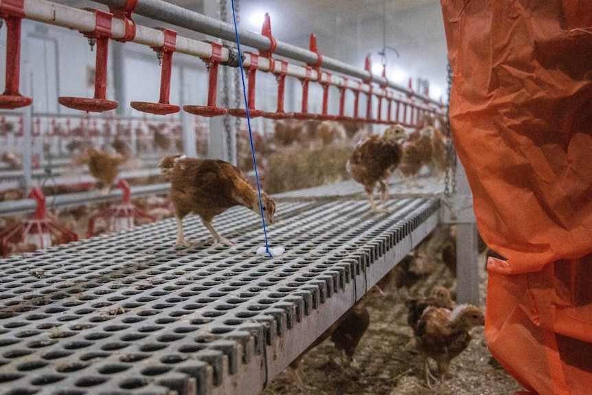 A young hen inspects a swab that is being dragged along the feeder in a shed to test for salmonella.