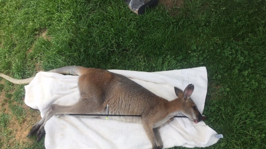 A dead wallaby lying on a white towel with an arrow through its body.