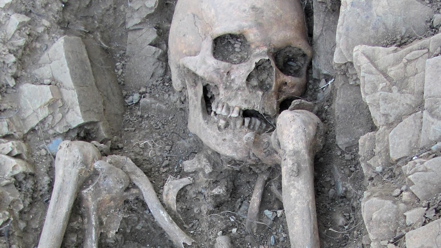 A skeleton lying in an excavated grave