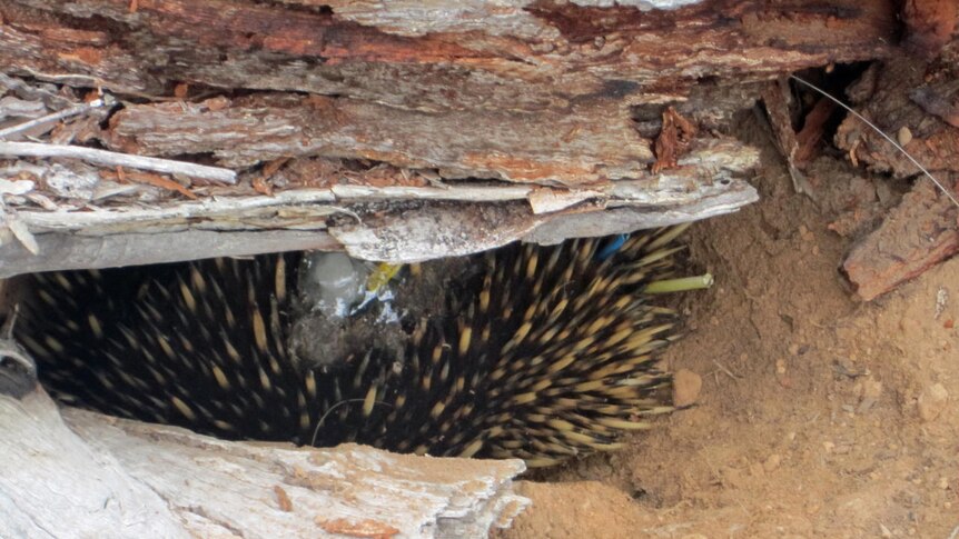 Echidnas and other native species make a comeback, as fox numbers decline
