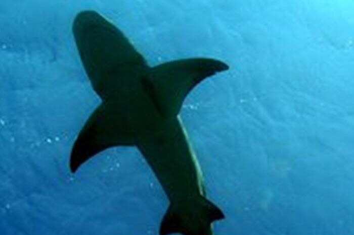 Four-metre long shark swimming in ocean.