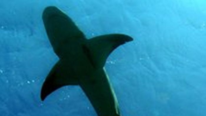 Silhouette of four-metre long shark swimming in ocean.