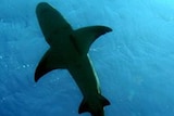 A shark swims through the ocean