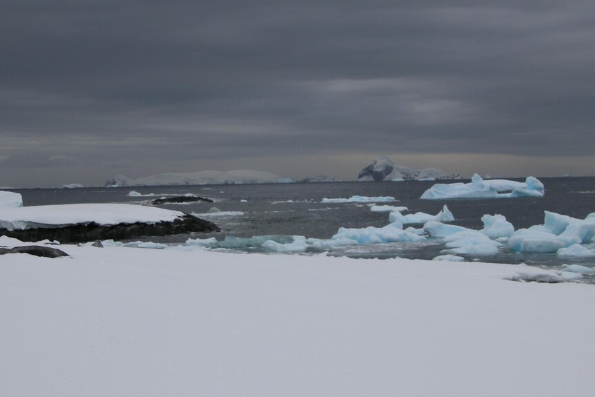 Icebergs floating in the ocean, with a snowy foreground