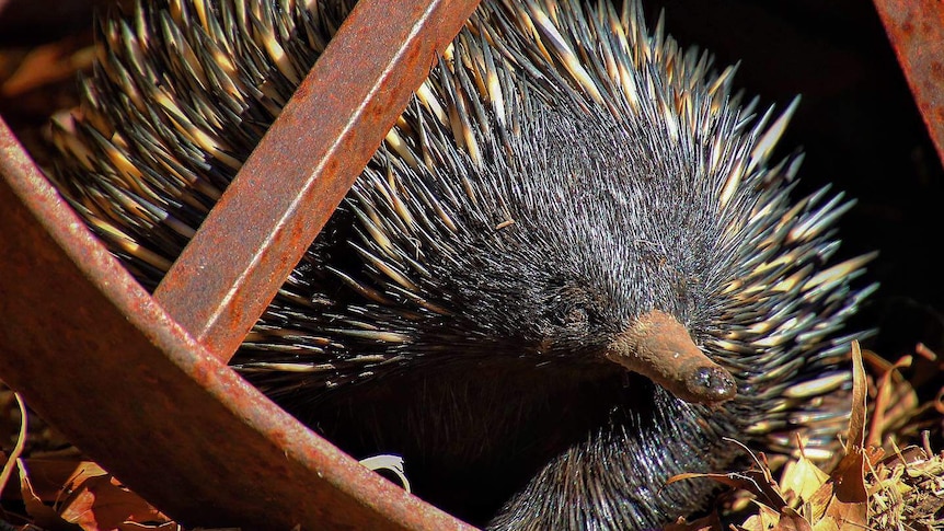 An echidna sits underneath a wheel of farm machinery