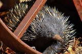 An echidna sits underneath a wheel of farm machinery