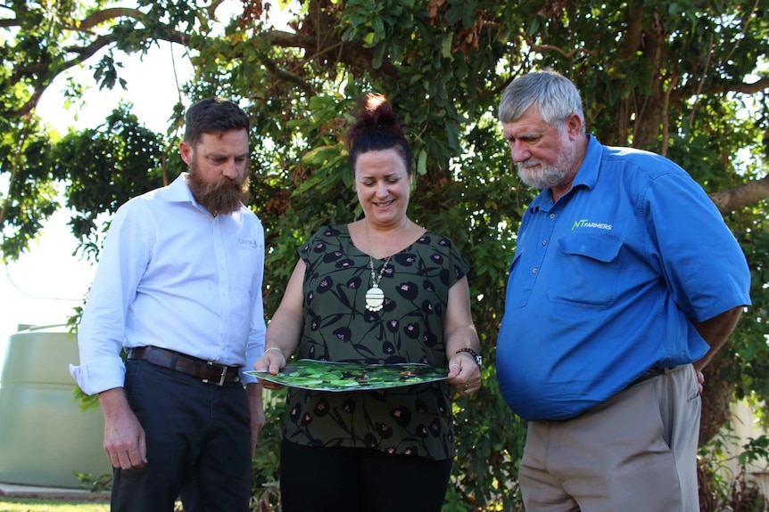 Three people inspect a plant with citrus canker.