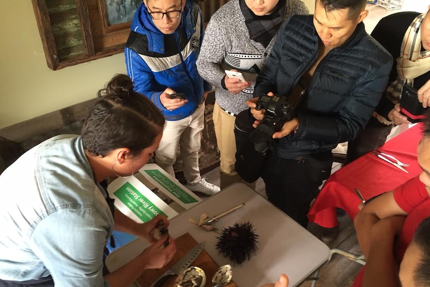 A group of chefs watch an abalone being shucked and take photos.