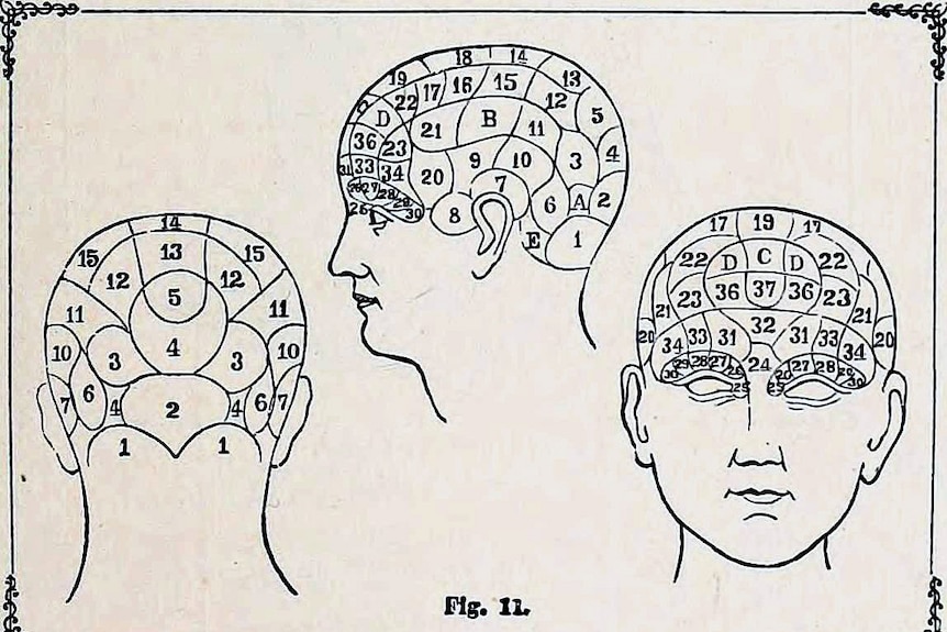 Phrenology diagram