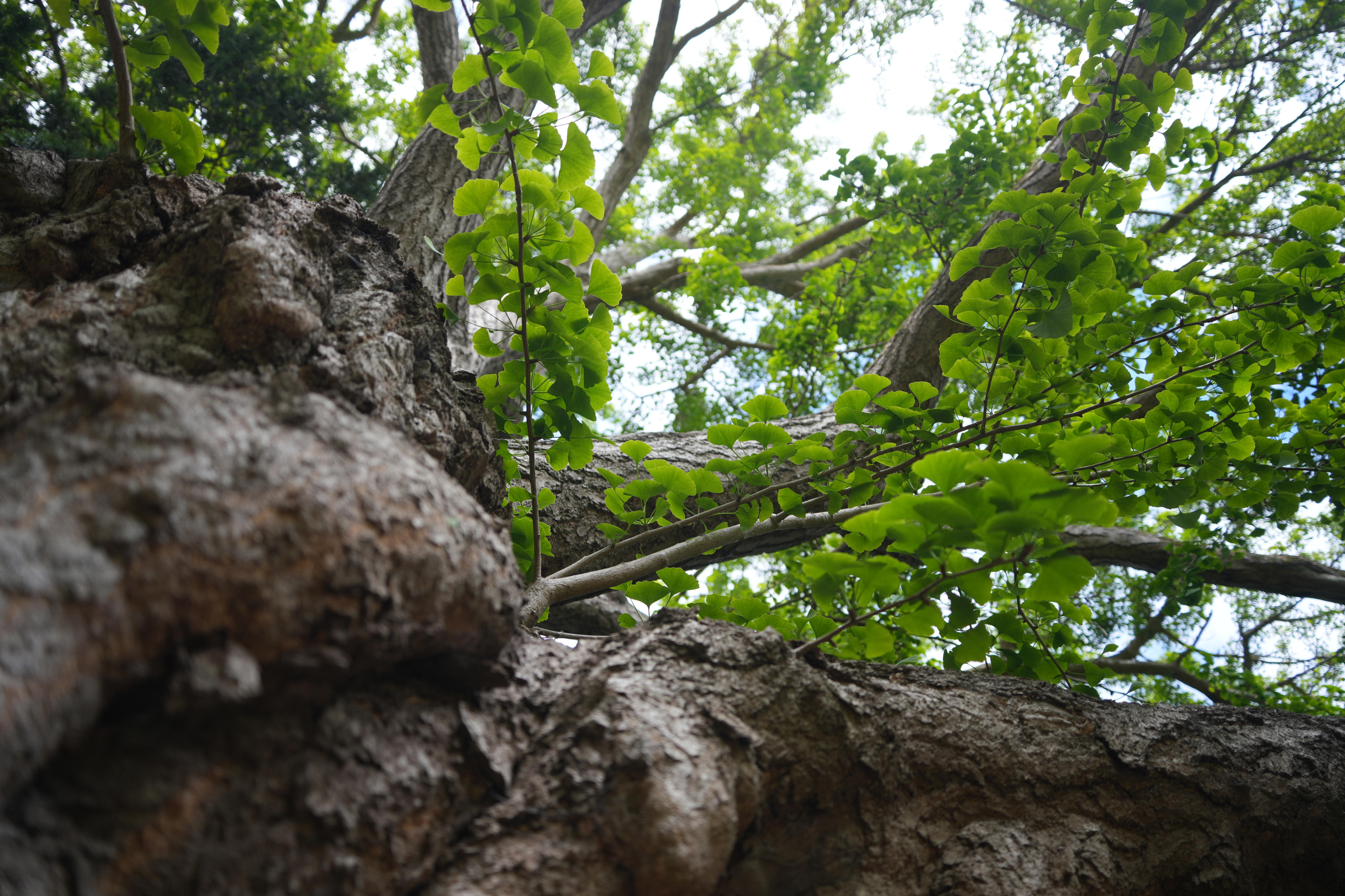 A picture looking up the trunk of the ginkgo at the triangle shaped leaves above with sunlight shining through them