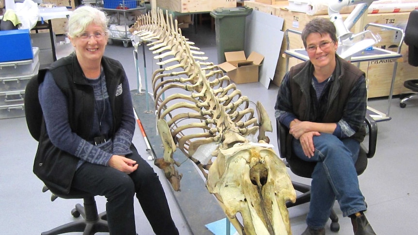 Kathryn Medlock and Nikki King Smith from the Tasmanian Museum and Art Gallery (TMAG) with the false killer whale skeleton, 4 August 2014.