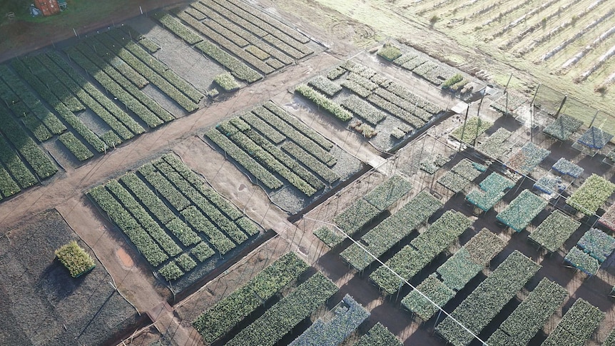 Aerial view of a blueberry nursery with dense rows of plants