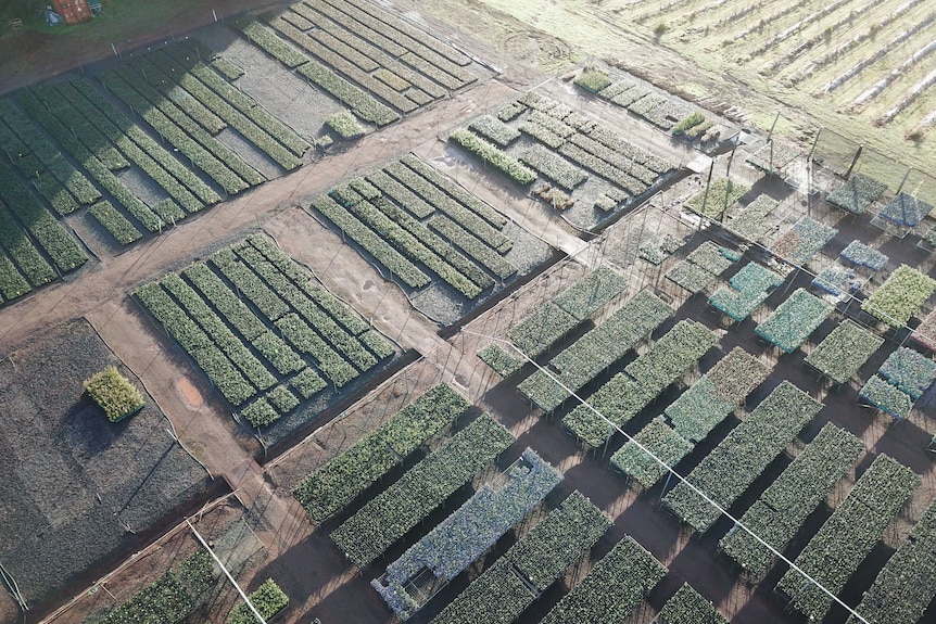 Aerial view of a blueberry nursery with dense rows of plants