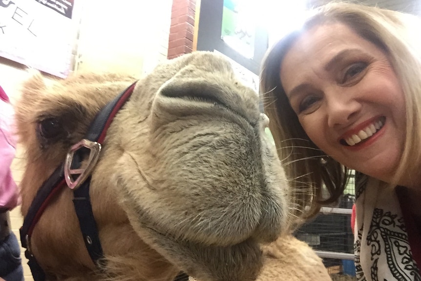 ABC weather presenter Jenny Woodward with a camel at the Brisbane Ekka