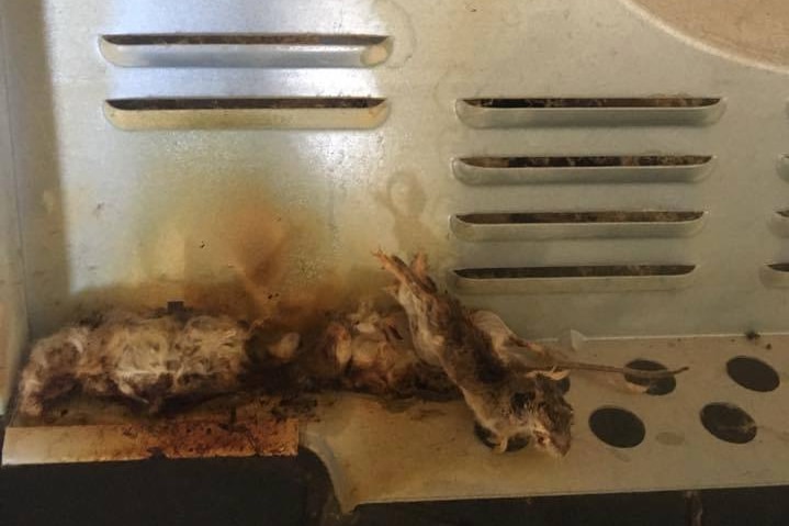 Burnt or electrocuted mice in the back of Britt Anderson's oven.